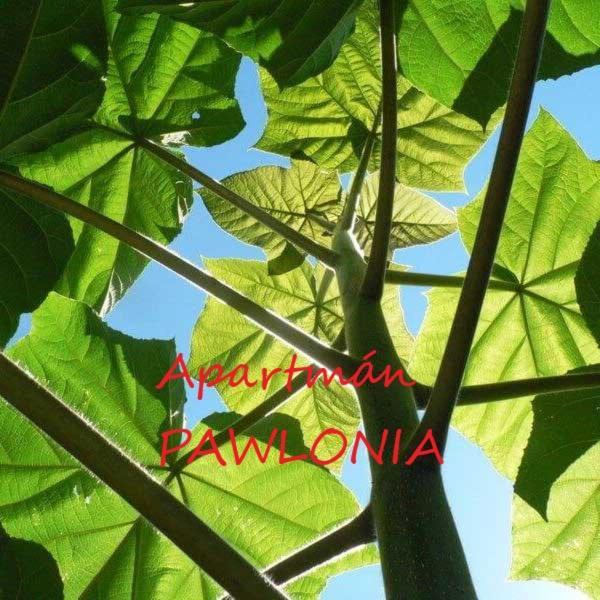 Pawlonia * Trencianske Teplice